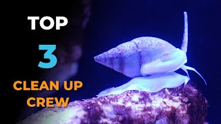 Ep. 4 Adding My TOP 3 MUST-HAVE Clean Up Crew (CUC) | Blue Reef Tank