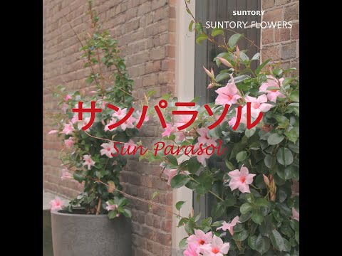 ゲルを摂取したディプラデニアを救うにはどうすればよいですか?効果を高めるための 5 つのヒント  庭園