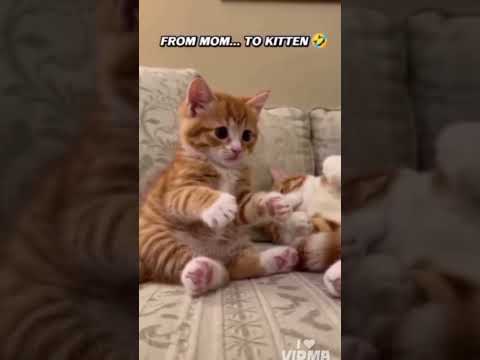 cat funny video subscribe for more