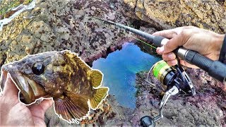 Saltwater Tiny Pool and Pocket Fishing Catch and Cook at KING LOW TIDE