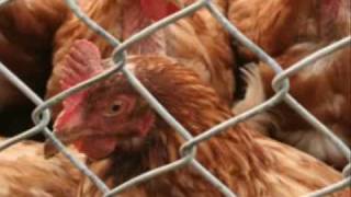 Shadowy Men On A Shadowy Planet - Run Chicken Run