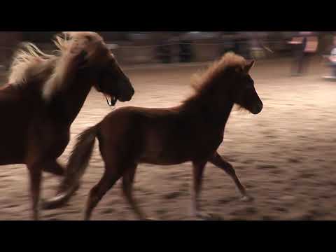 Kvikur vom Isterbergerhof