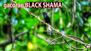 Download lagu KICAUAN MURAI BLACK SHAMA DIHUTAN mp3 Download lagu KICAUAN MURAI BLACK SHAMA DIHUTAN mp3