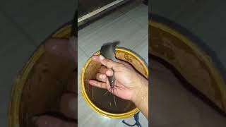 Download lagu Pelihara Ikan Lele Jawa di aquarium dari hasil mancing #shorts #mancing #ikan mp3 Download lagu Pelihara Ikan Lele Jawa di aquarium dari hasil mancing #shorts #mancing #ikan mp3