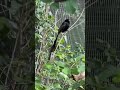 Black Widow Bird Outdoor Finch Aviary Long Tail
