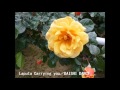 Laputa Carrying you／DAISHI DANCE feat 麻衣 ...