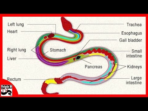 download lagu mp3 mp4 How To Breathe Snakes, download mp3 How To Breathe Snakes free downloadn, video klip How To Breathe Snakes