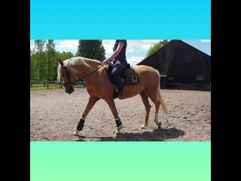 Das OMEGA Innovation Reitpad Dressage im Vergleich zum Reitpad Freedom