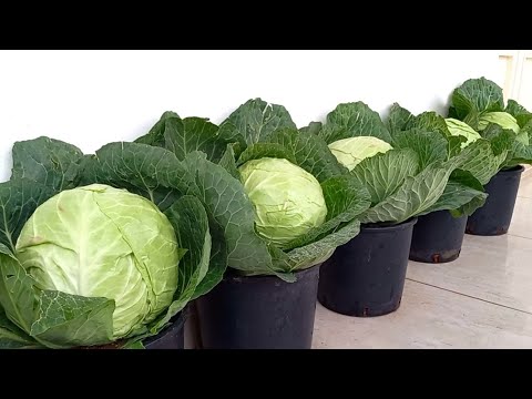 , title : 'شاهد كيف تتم زراعة الملفوف cabbage cultivation'