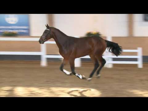 KN 66 v. Diamant de Semilly - Verdi