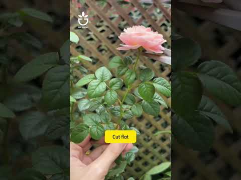 What is the effect of pruning roses by cutting the buds?#namrose #rose #rosé