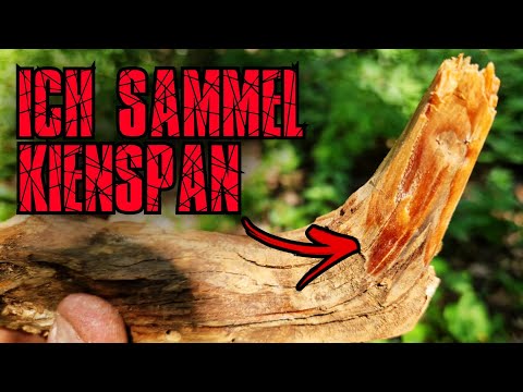 KIENSPAN - ein ZUNDER für VAGABUNDEN