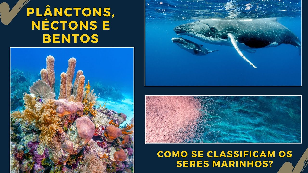 Plânctons, Néctons e Bentos. Conheça a classificação dos seres marinhos.