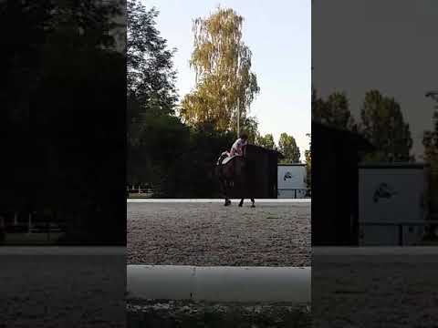 SOMMER 2018 - VOLTIGIEREN TRAINING IN DEUTSCHLAND 1(9)