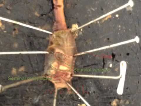 Internal anatomy of annelid,