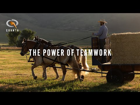The Power of Teamwork | Quanta
