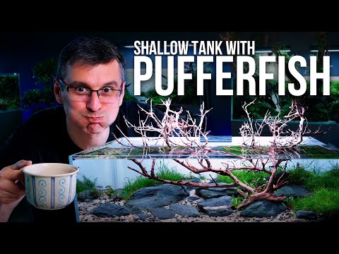 Creating a Stunning 60-F Shallow Planted Tank with Dwarf Pufferfish