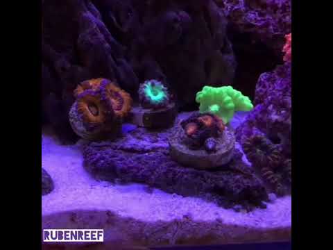Reef cubic Blau 91 l acuario marino
