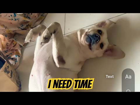 “Oops! Honey Peed in the Hall 😅 | Potty Training Tips for Dogs 🐾 #DogMomLife #pottytraining #video