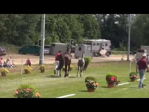 Fohlen Colman-Calido 2015