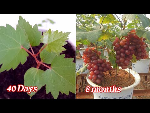 , title : 'Growing grapes from seeds is very easy with 3 steps