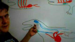 Evolution of the Recurrent laryngeal Nerve - proof of common descent