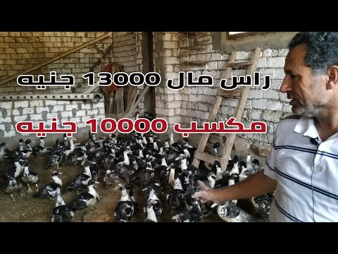 , title : 'دراسه جدوي لمشروع تربيه البط المسكوفي بمكسب 10000 جنيه في 100 بطه فقط'