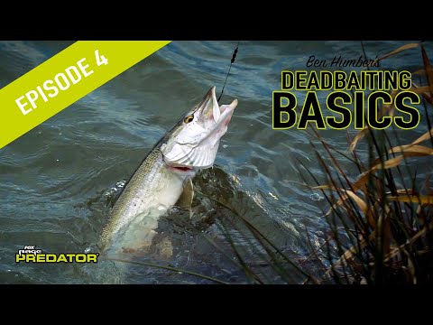 PIKE DEADBAITING BASICS PT4: Learn how to wobble deadbaits to catch pike and how to strike