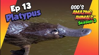 Fun Facts about the Platypus🦆🐾 - God's Amazing Animals (S3 Ep13)