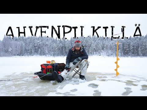 Ahvenpilkillä - vapa sukelsi - isoja ahvenia