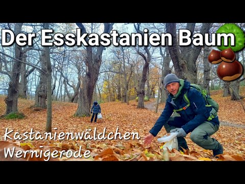 The sweet chestnut 🌰 A tree of the future 🌳 from chestnut gathering to sowing #forestry #trees