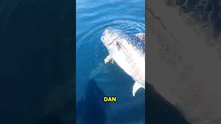 Download lagu Sambaran ikan tuna 400 kg #fishing #mancing mp3