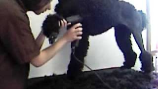 Poodle Show Grooming (Day 18 of 21 Day Project)