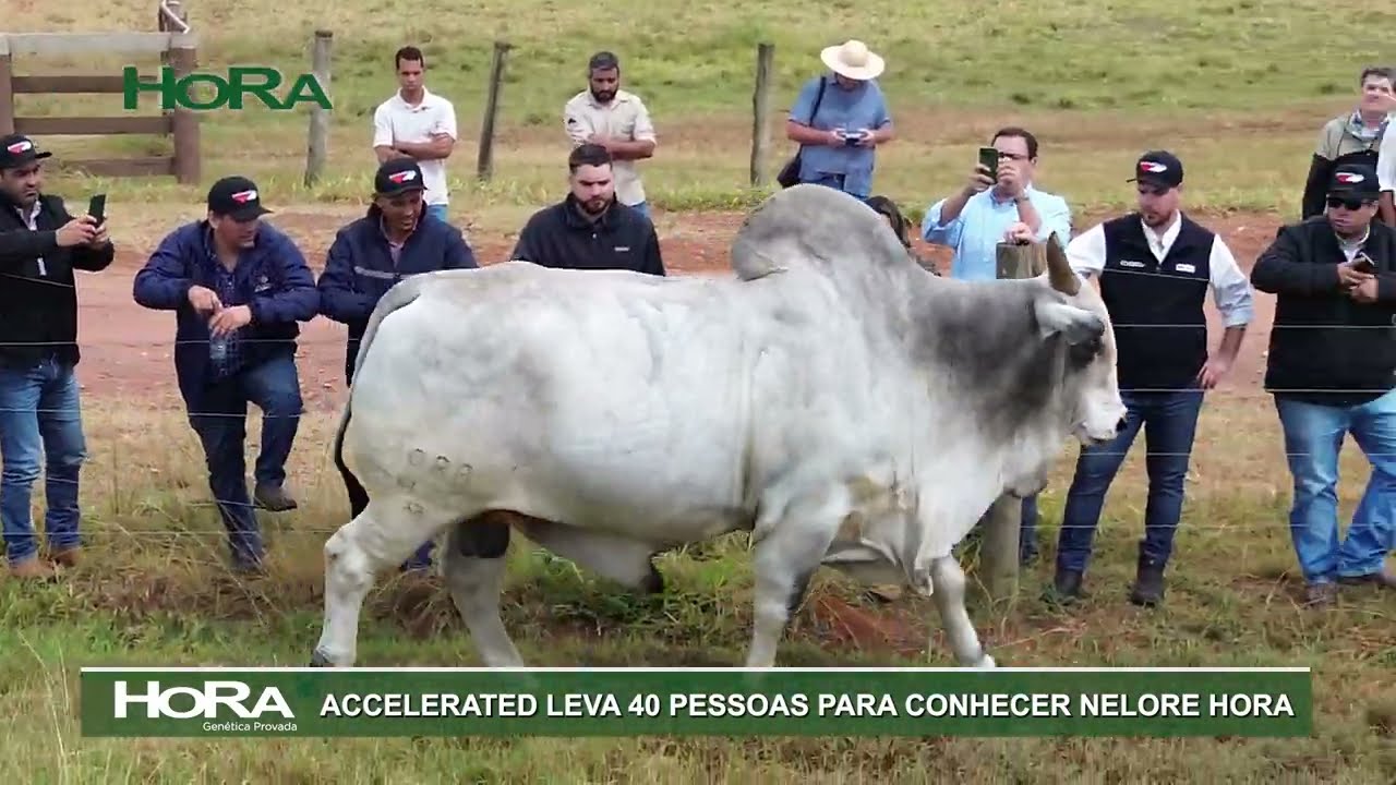 HORA Gira Técnica Accelerated Genetics mai24