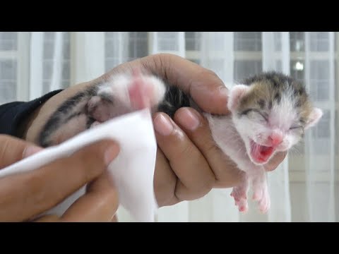 take care of a 5 day old kitten .the mother cat abandoned the kitten ( protect the cats)
