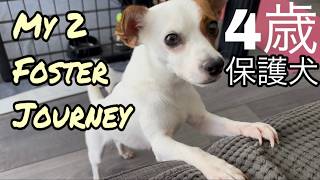 【癒やしVlog】2匹目の保護犬が教えてくれた優しい日々｜A Month with My 2nd Foster Dog｜Houston Lifestyle Vlog