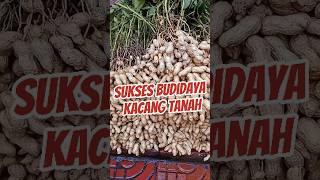 Download lagu Tips Budidaya Kacang Tanah mp3