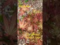 This Japanese Maple has some of the most amazing spring colors #gardening #landscape #japanesemaple