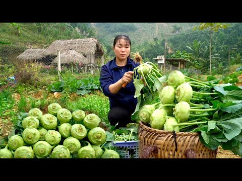 Farm life: CEO, xabi go away, single mother harvests radishes lives alone in the forest.Ly Tu Tay VN