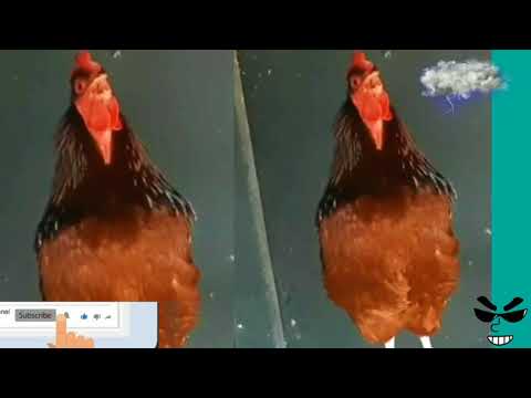 Funny Big Rooster crowing loud voice compilation. Funny Rooster crowing sound competition. Big Cocks