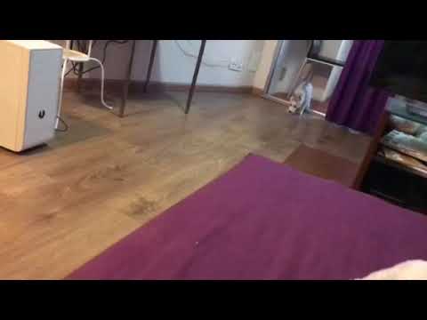 husky puppy Rocket running