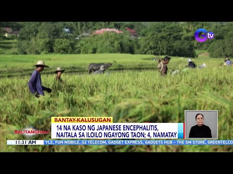 14 na kaso ng Japanese encephalitis, naitala sa Iloilo ngayong taon; 4, namatay BT