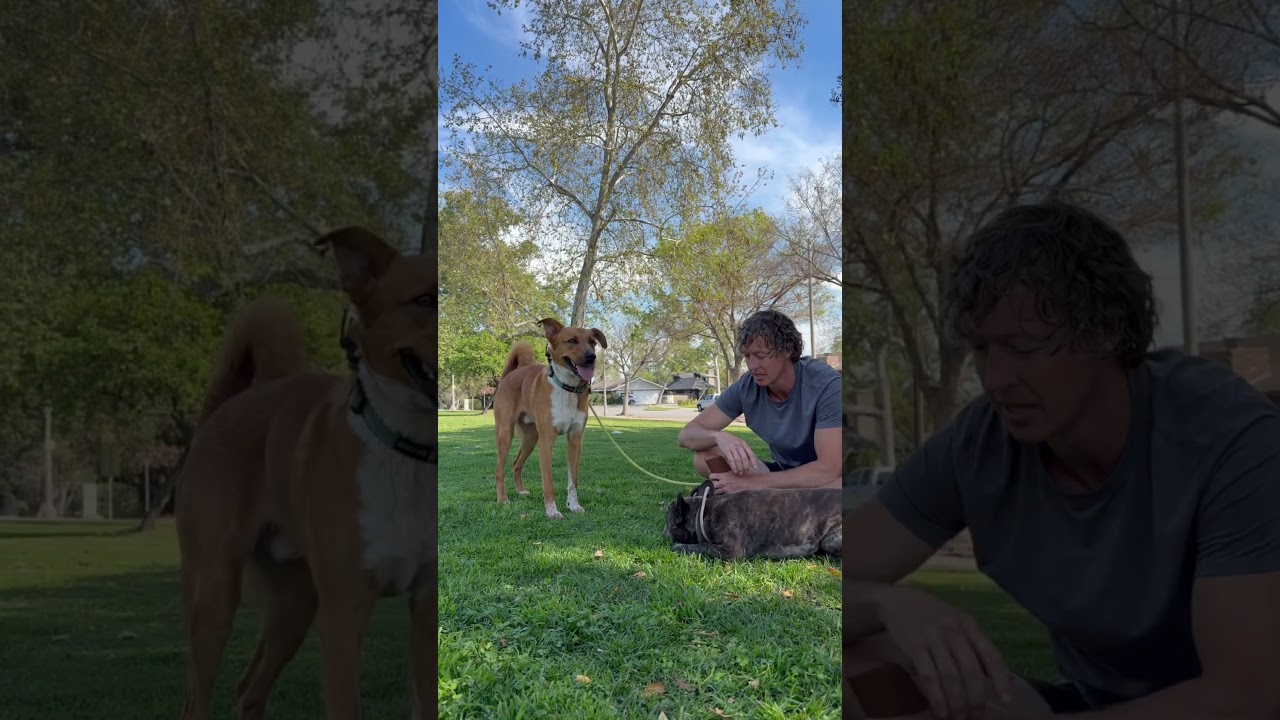 Enlarge Abercrombie, a Adoptable mixed breed in Los Angeles, CA video 5/6