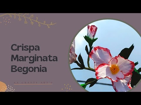 How To Make Paper Crispa Marginata Begonia | Crepe Paper Flower | AA Crafty Arts