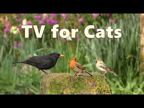 Cat TV Special ~ Videos for Cats to Enjoy on TV ⭐ 8 HOURS ⭐