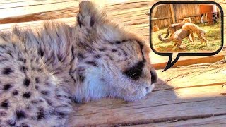 Do Cheetah Cubs Dream?  Cute Baby Cat Falls Asleep & Runs Eats Plays In His Sleep