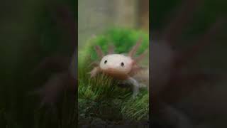 Download lagu 10 Amazing Axolotl Facts for Kids | Fun and Fascinating Facts About Axolotls! #axolotl #axolotllove mp3