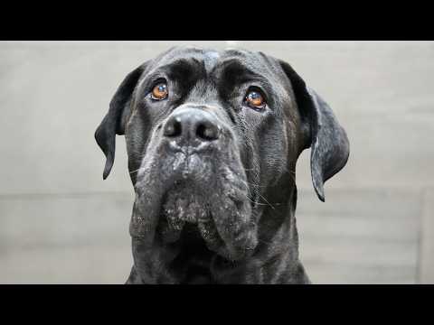 Everyone Warned Me About The Cane Corso...