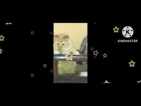 # playing my cats#abdulop//