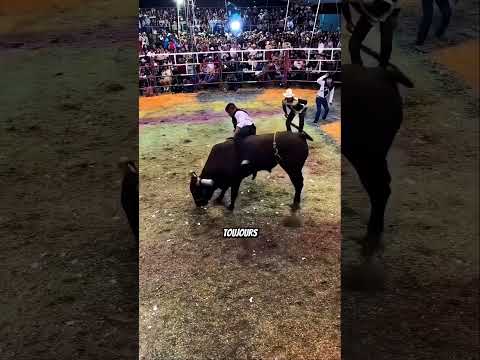 Sans le savoir, il vient de sauver ce taureau ❤️🐂
